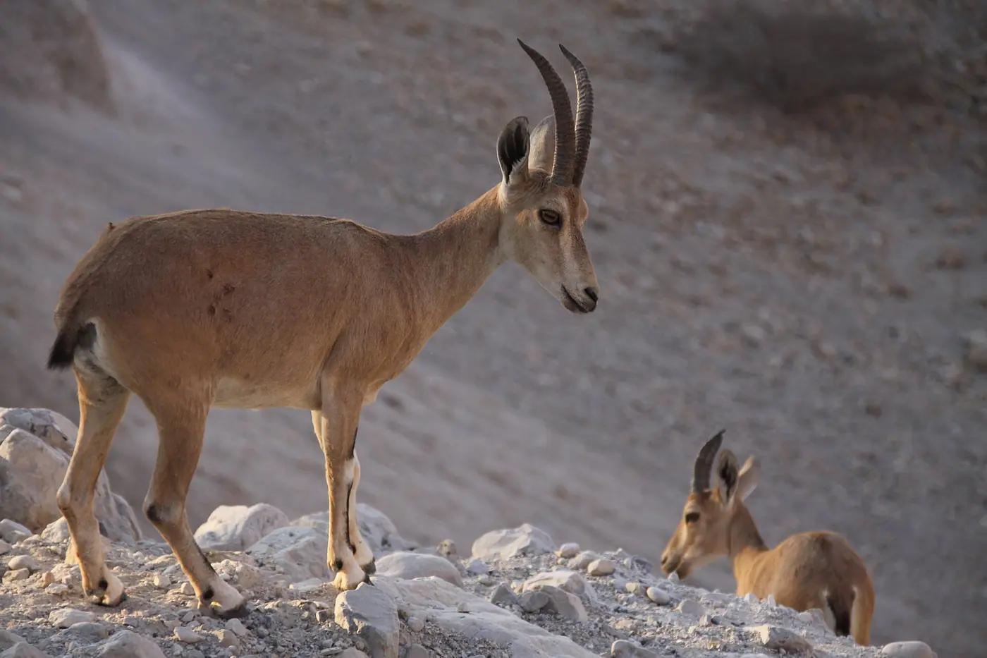 Two Nubian ibex on a desert slope in the Ein Gedi Nature Reserve, Israel