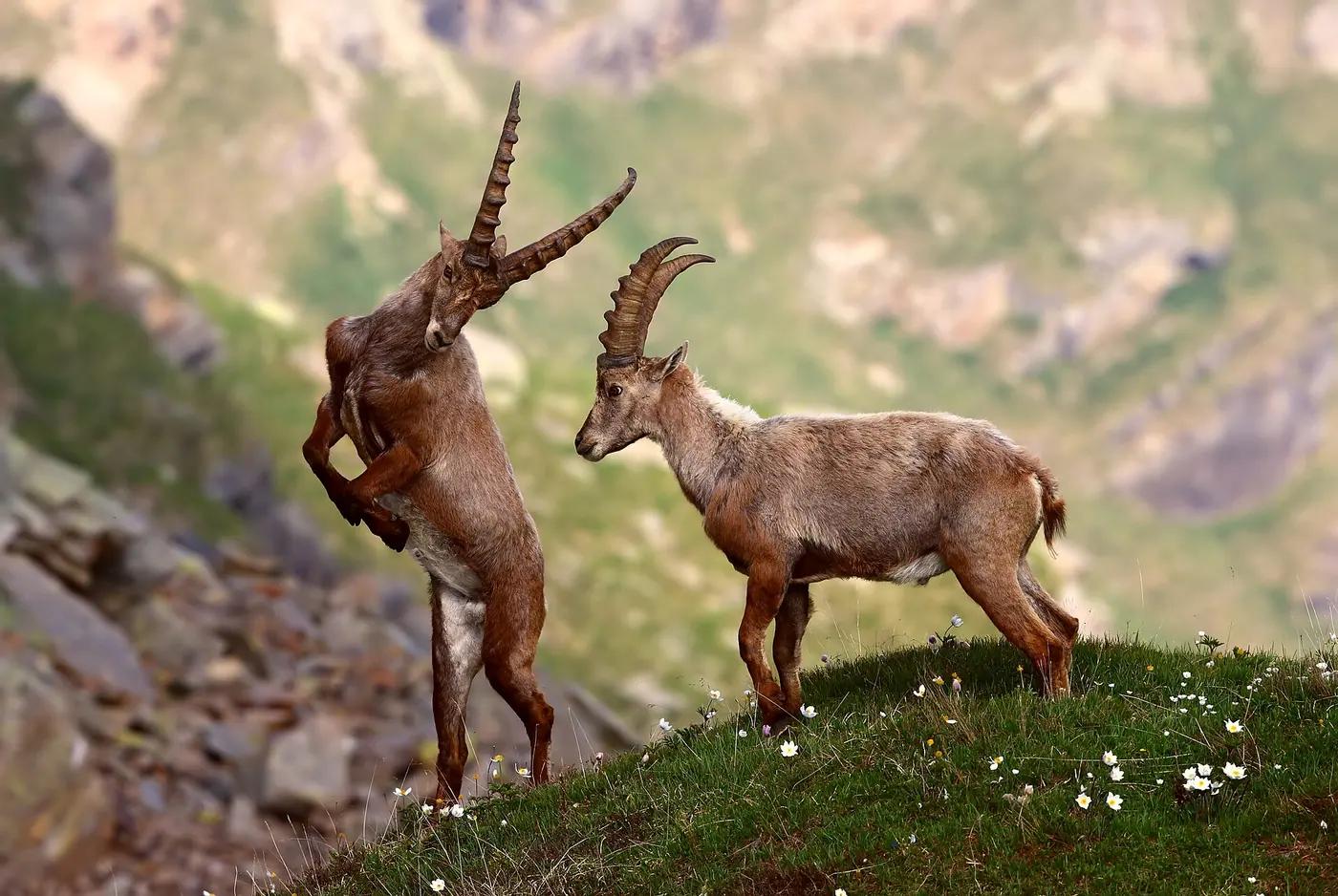 An Alpine ibex on a rocky slope in the Gran Paradiso National Park, Italy