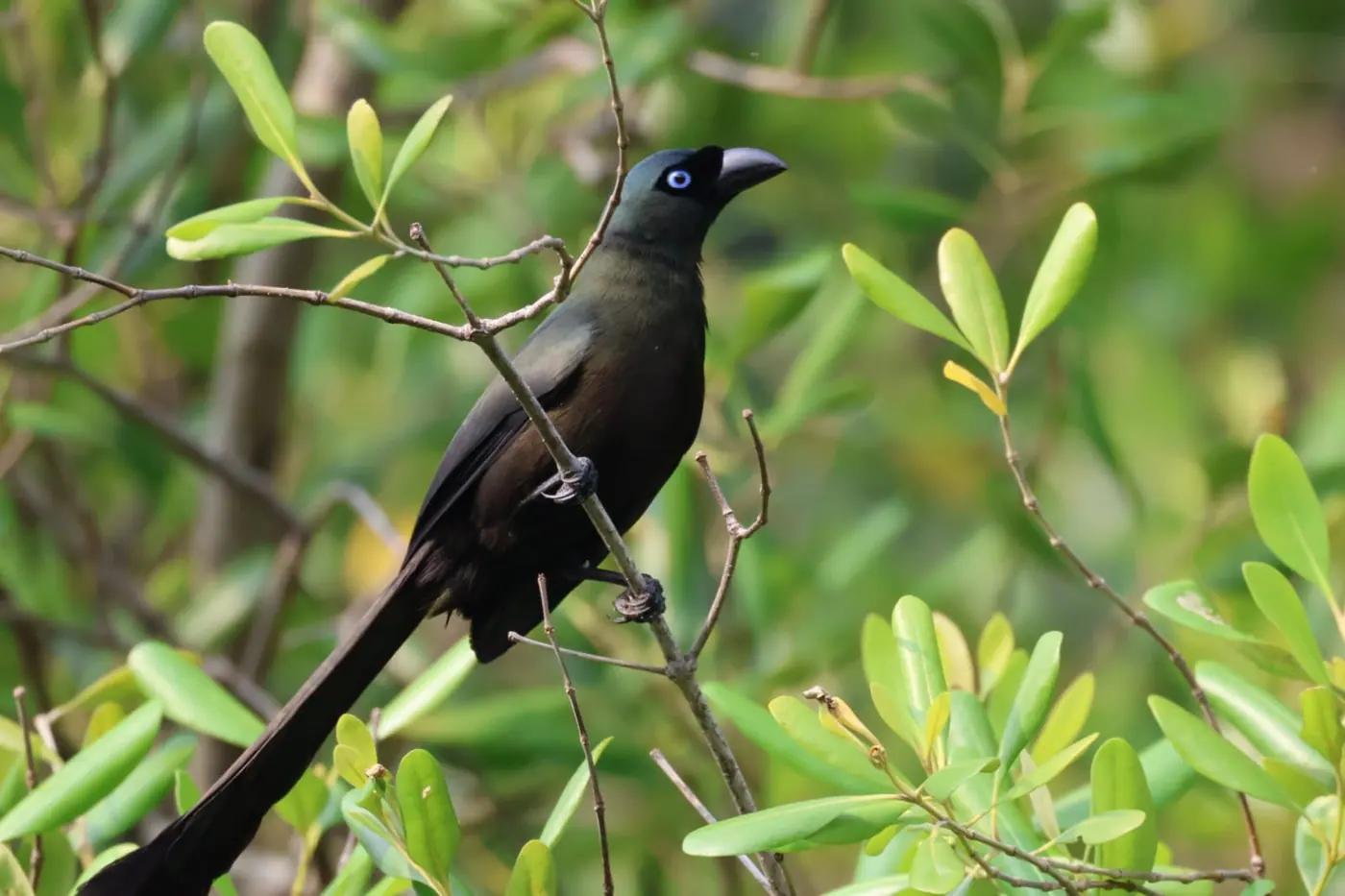 A racket-tailed treepie perched in mangroves at Muara Angke Wildlife Reserve, Jakarta