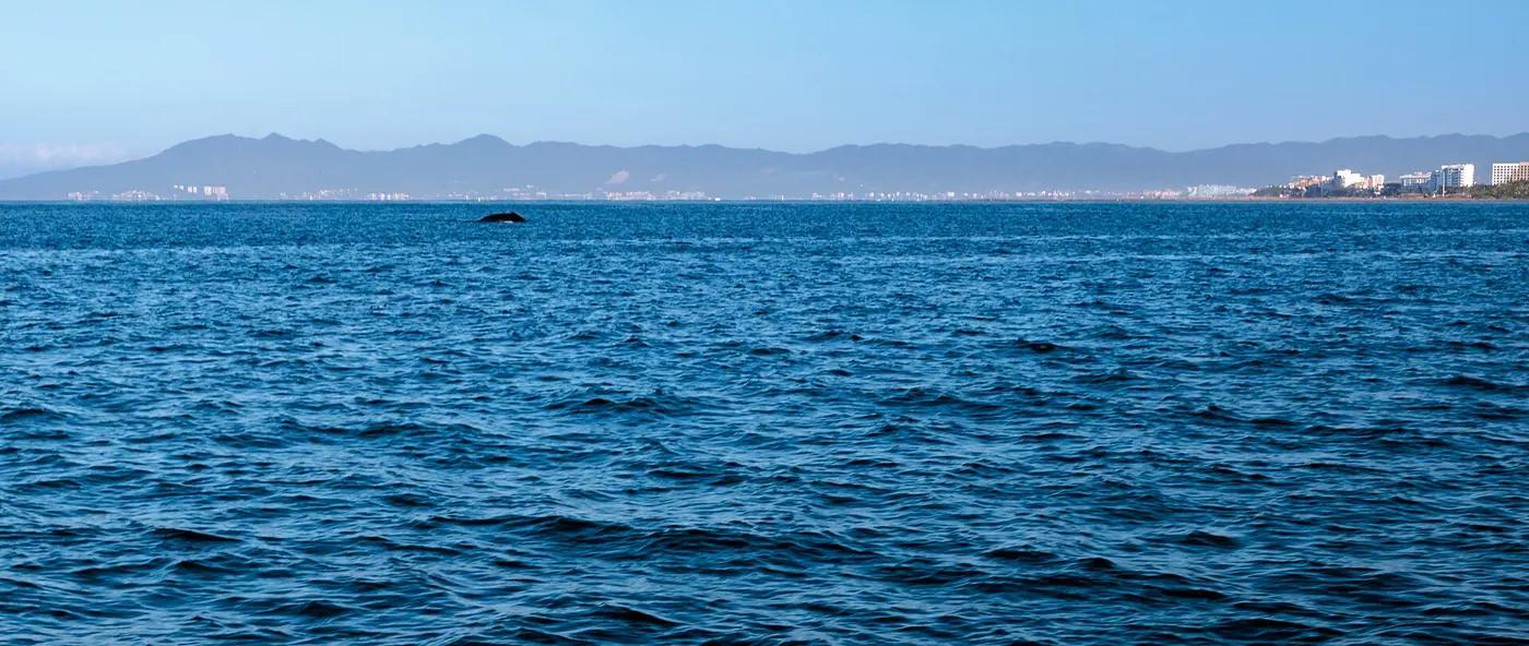 A humpback whale breaching in Banderas Bay off Puerto Vallarta, Jalisco