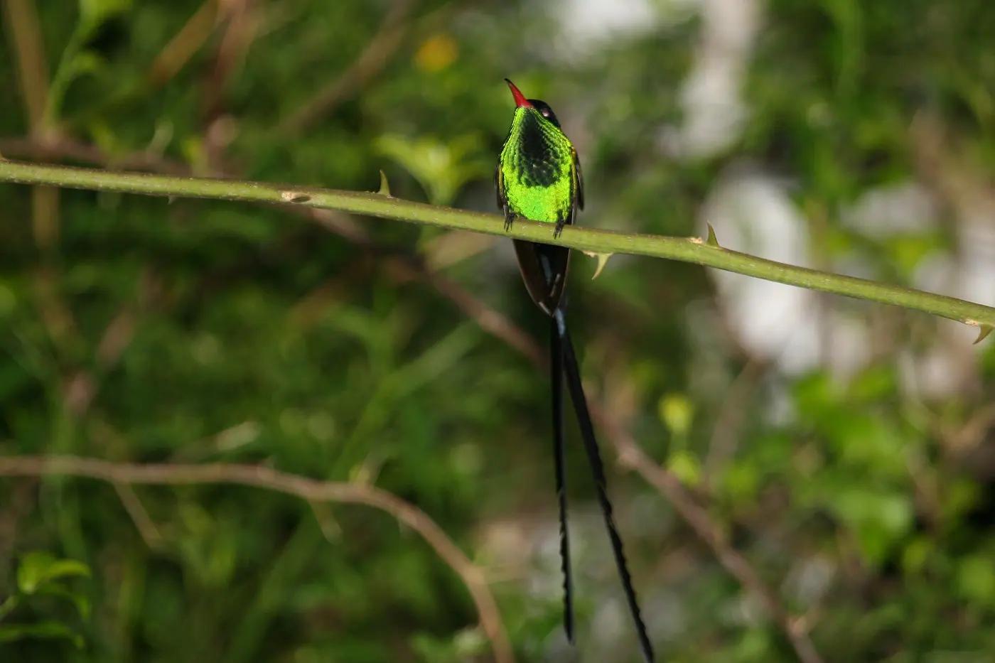 A red-billed streamertail, Jamaica's national bird, perched in forest