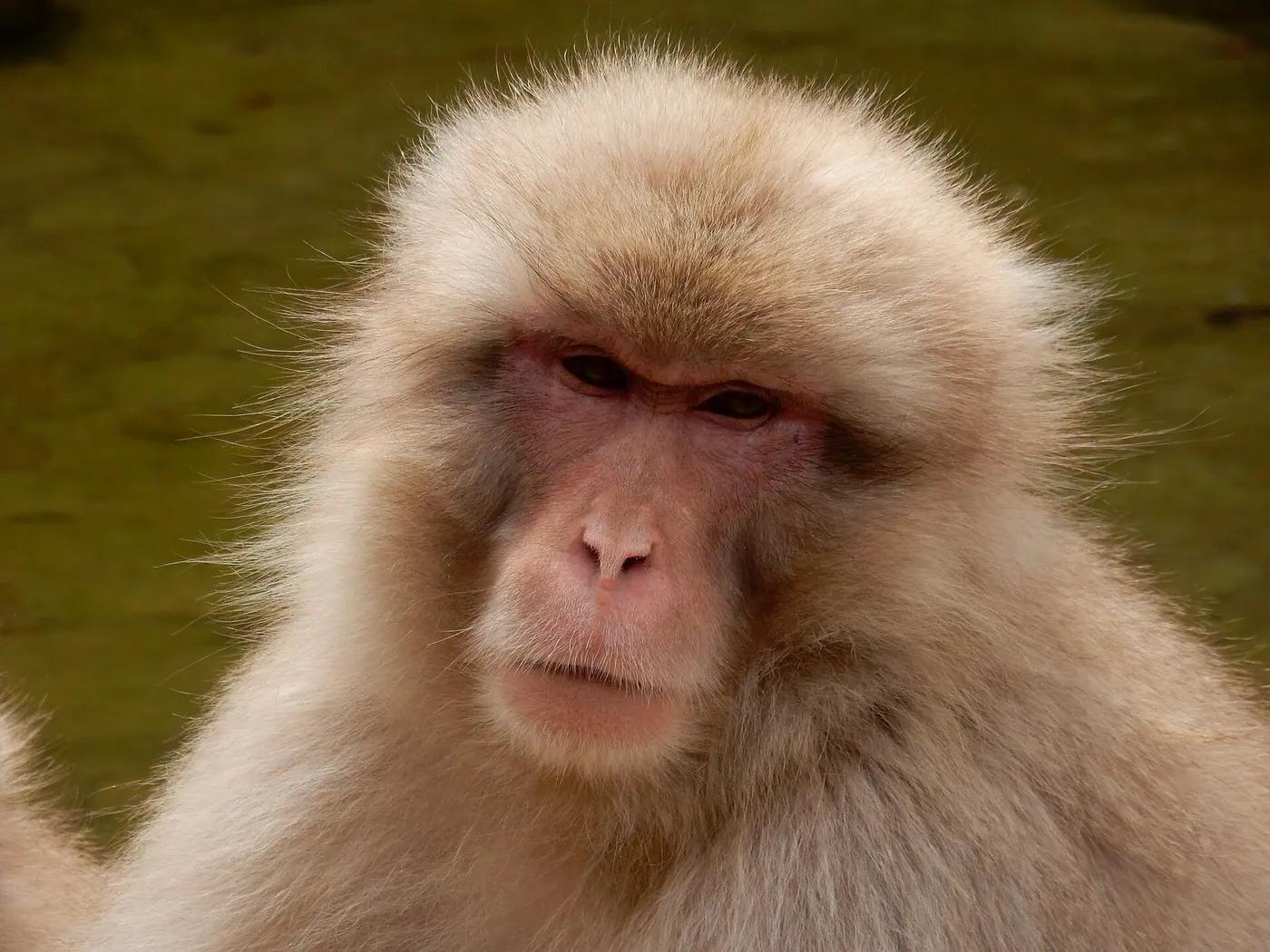 A Japanese macaque (snow monkey) at Jigokudani Monkey Park, Nagano, Japan