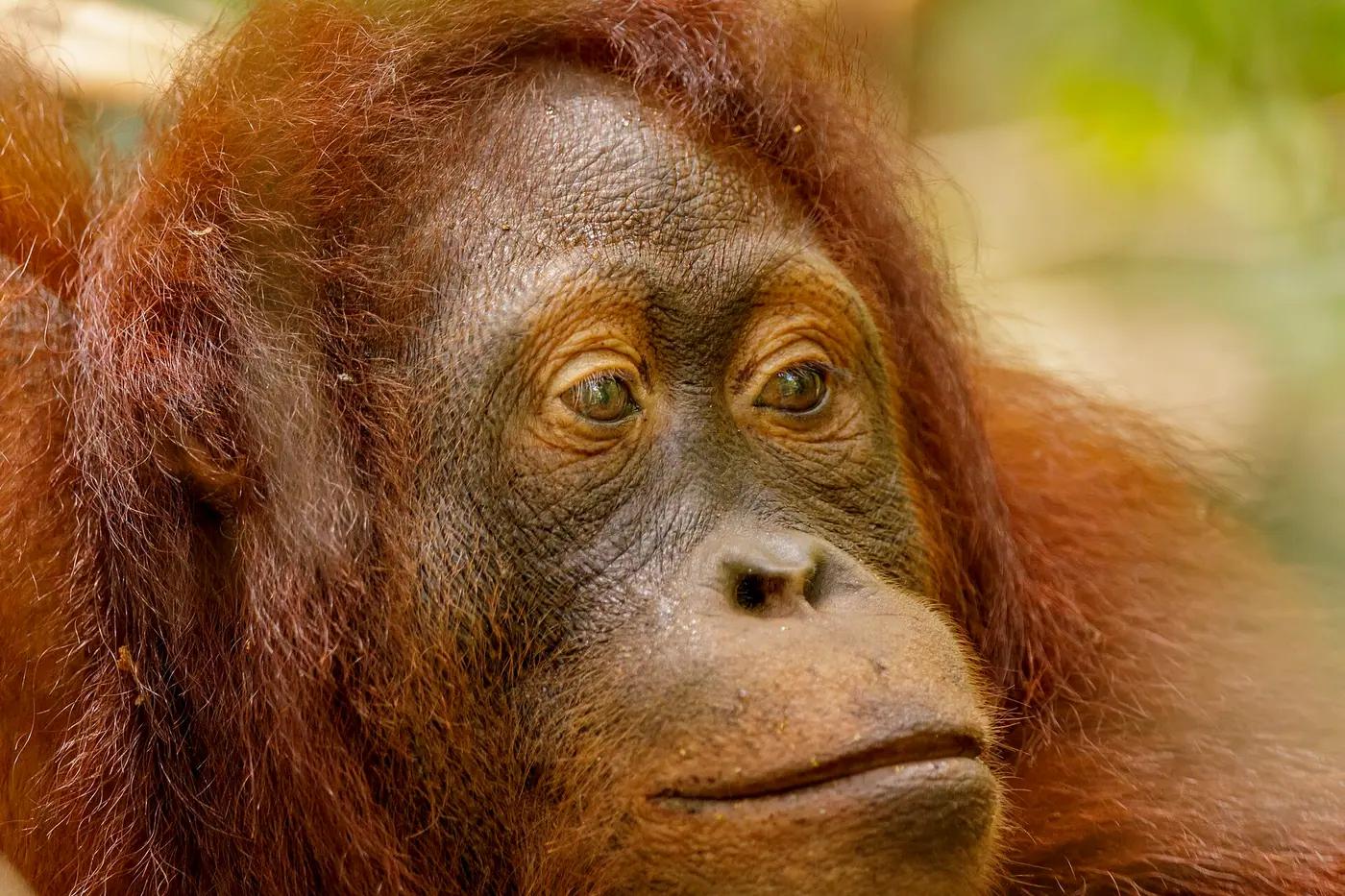 A Bornean orangutan on a feeding platform at Camp Leakey, Tanjung Puting National Park, Central Kalimantan