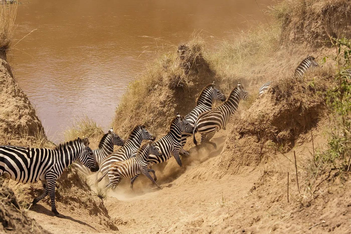 Zebras charging down the bank during a Mara River crossing in the Masai Mara, Kenya