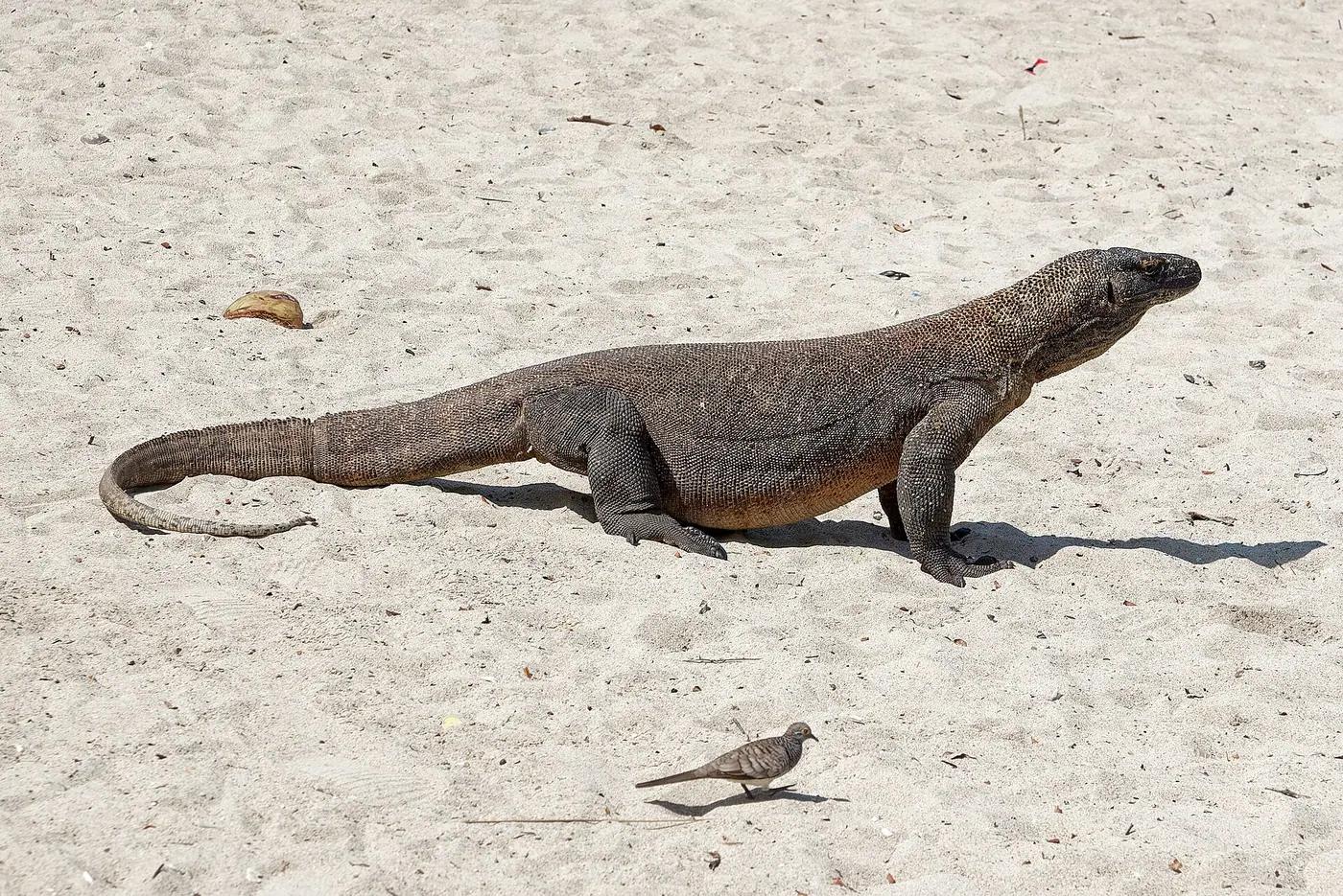 A wild Komodo dragon walking across the sand on Komodo Island, Komodo National Park