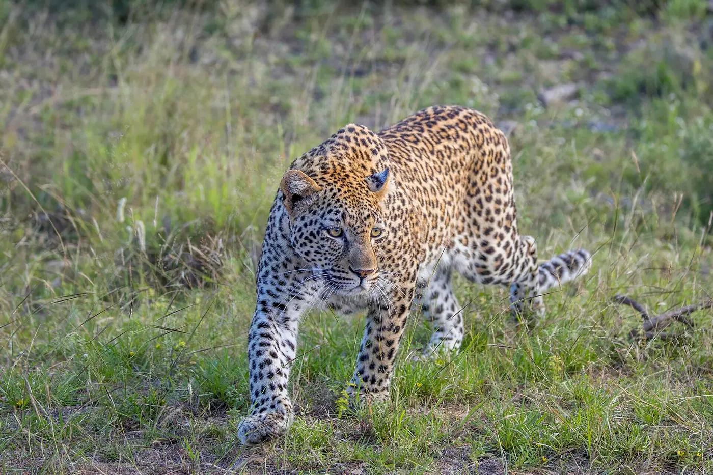 A leopard resting in a tree in Kruger National Park, South Africa