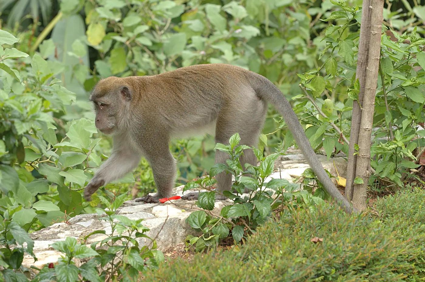 A long-tailed macaque in Kuala Lumpur