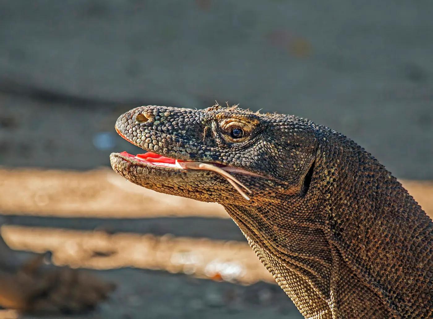 A Komodo dragon walking across the dry grass at Loh Buaya on Rinca island, near Labuan Bajo