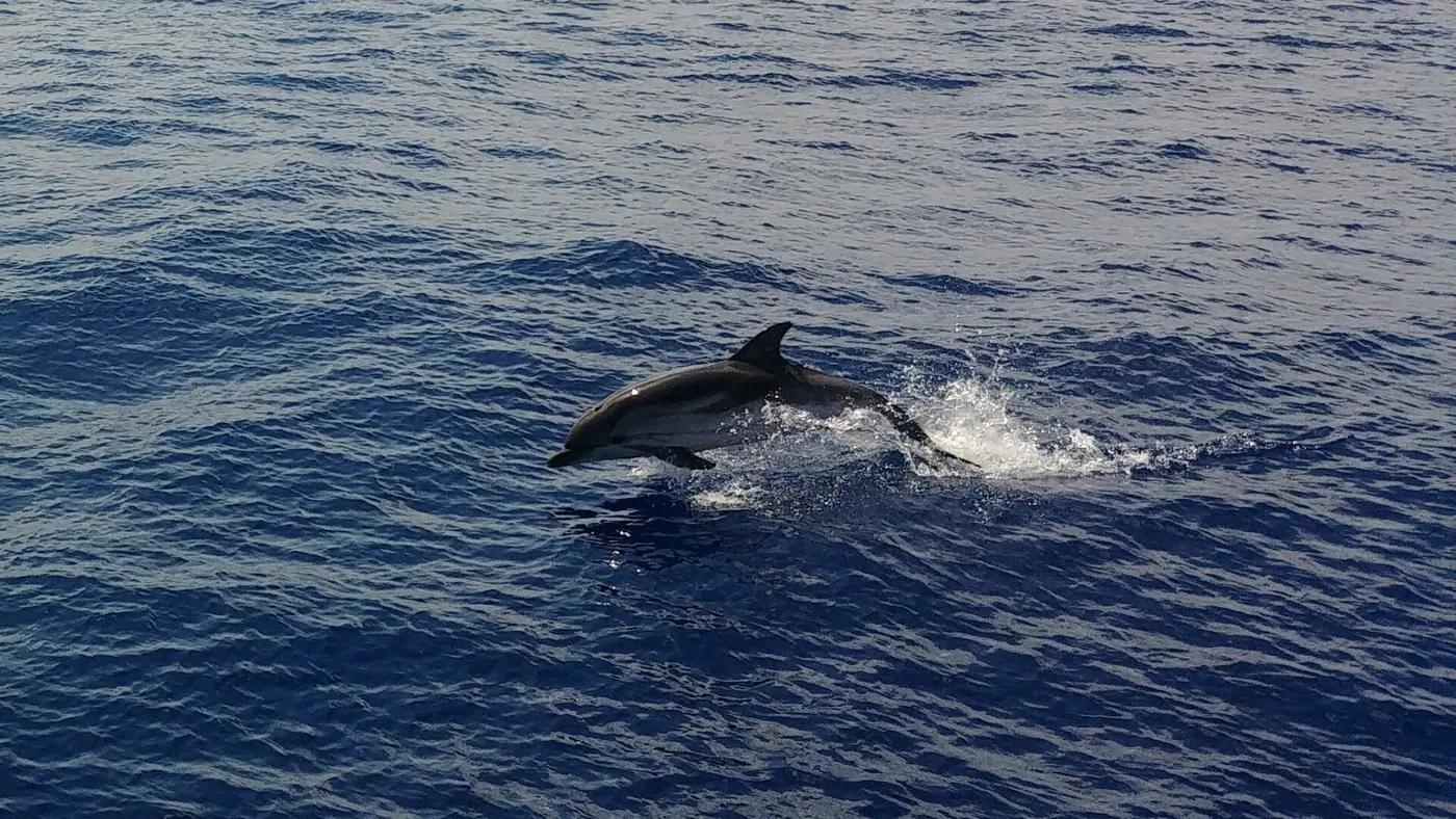 A fin whale surfacing in the Pelagos sanctuary off the Ligurian coast