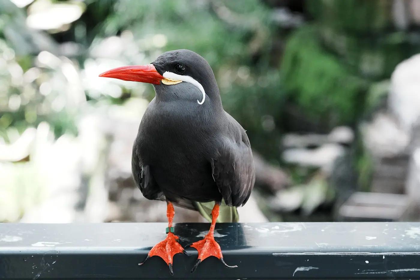 An Inca tern with its white moustache perched on the rocks of the Lima coast