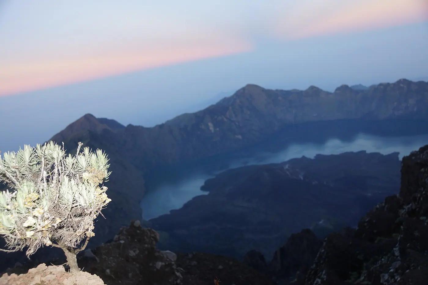 A long-tailed macaque on the roadside of the Pusuk pass forest below Mount Rinjani, Lombok