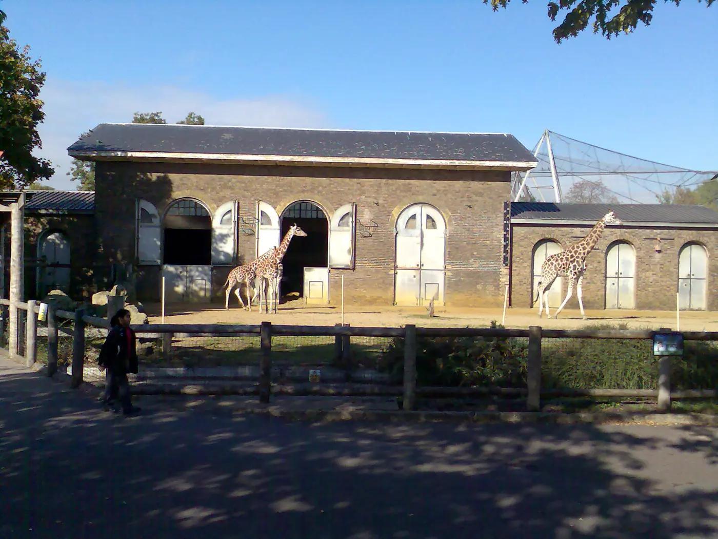 Giraffes outside the historic Giraffe House at ZSL London Zoo