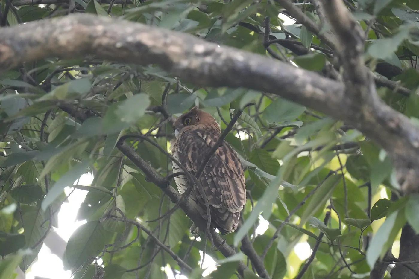 A Philippine eagle-owl, a Luzon endemic