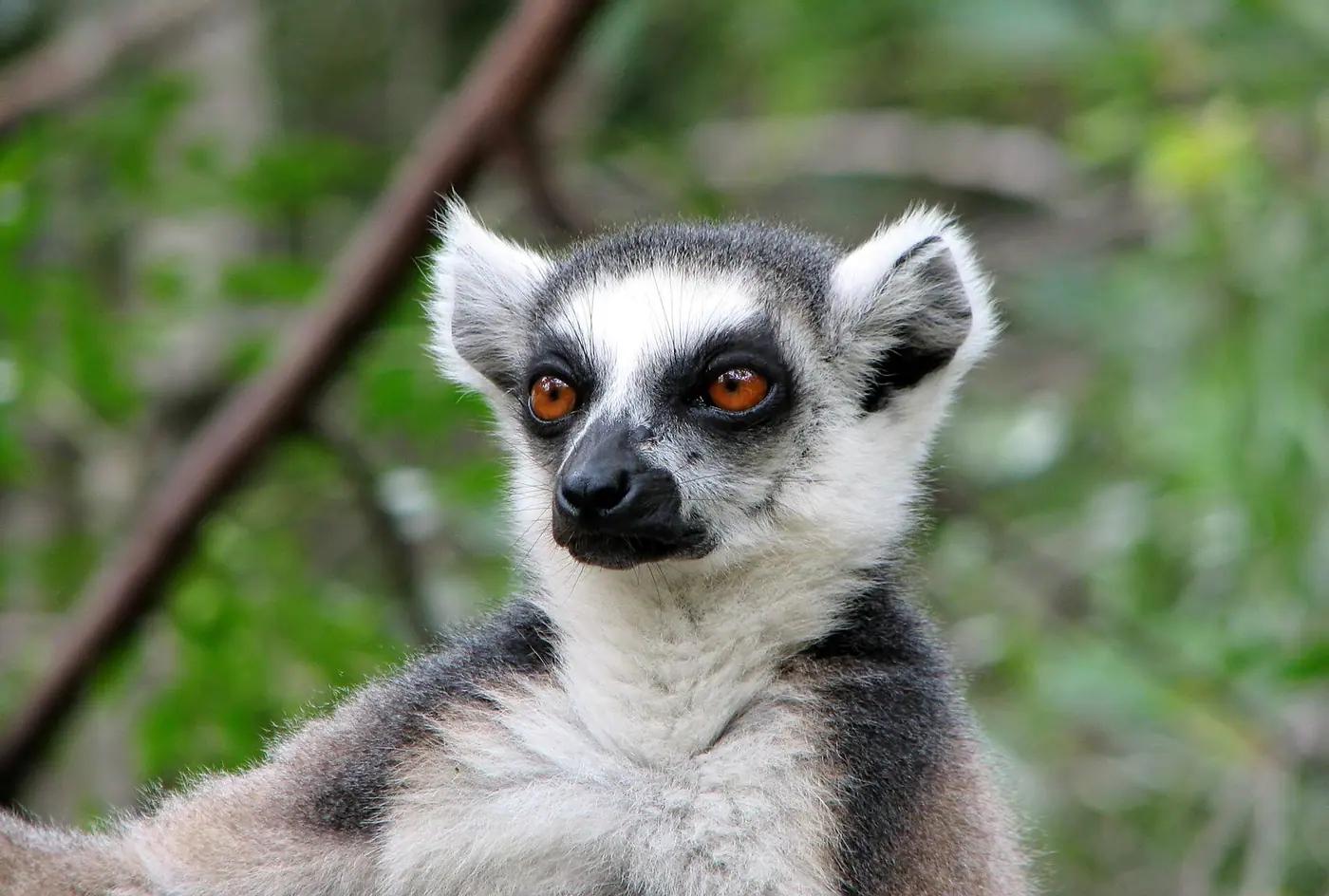 A ring-tailed lemur in a tree in Madagascar