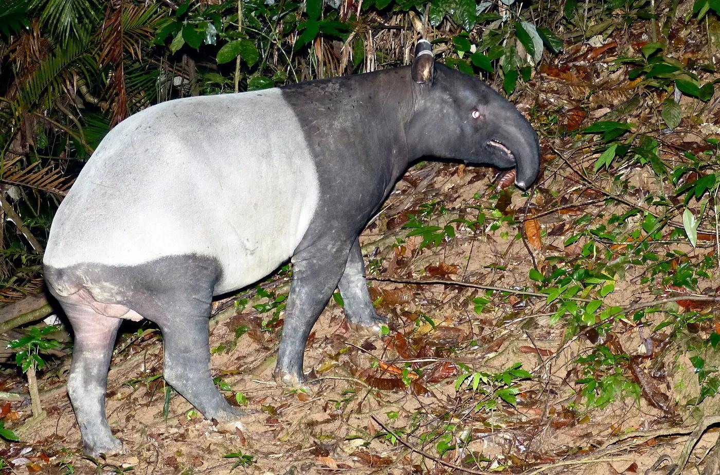 A Malayan tapir at a forest salt lick in Taman Negara, Malaysia