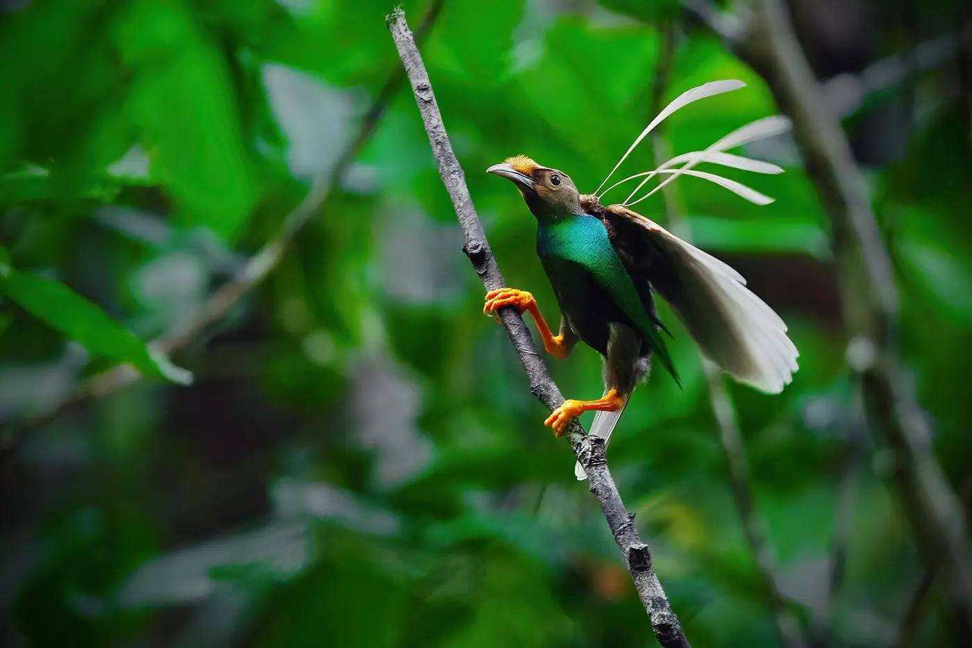 A male Wallace's standardwing bird-of-paradise displaying on Halmahera, North Maluku