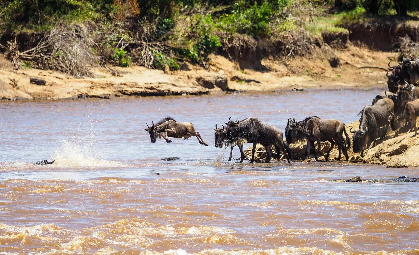 Wildebeest crossing the Mara river in the Masai Mara, Kenya