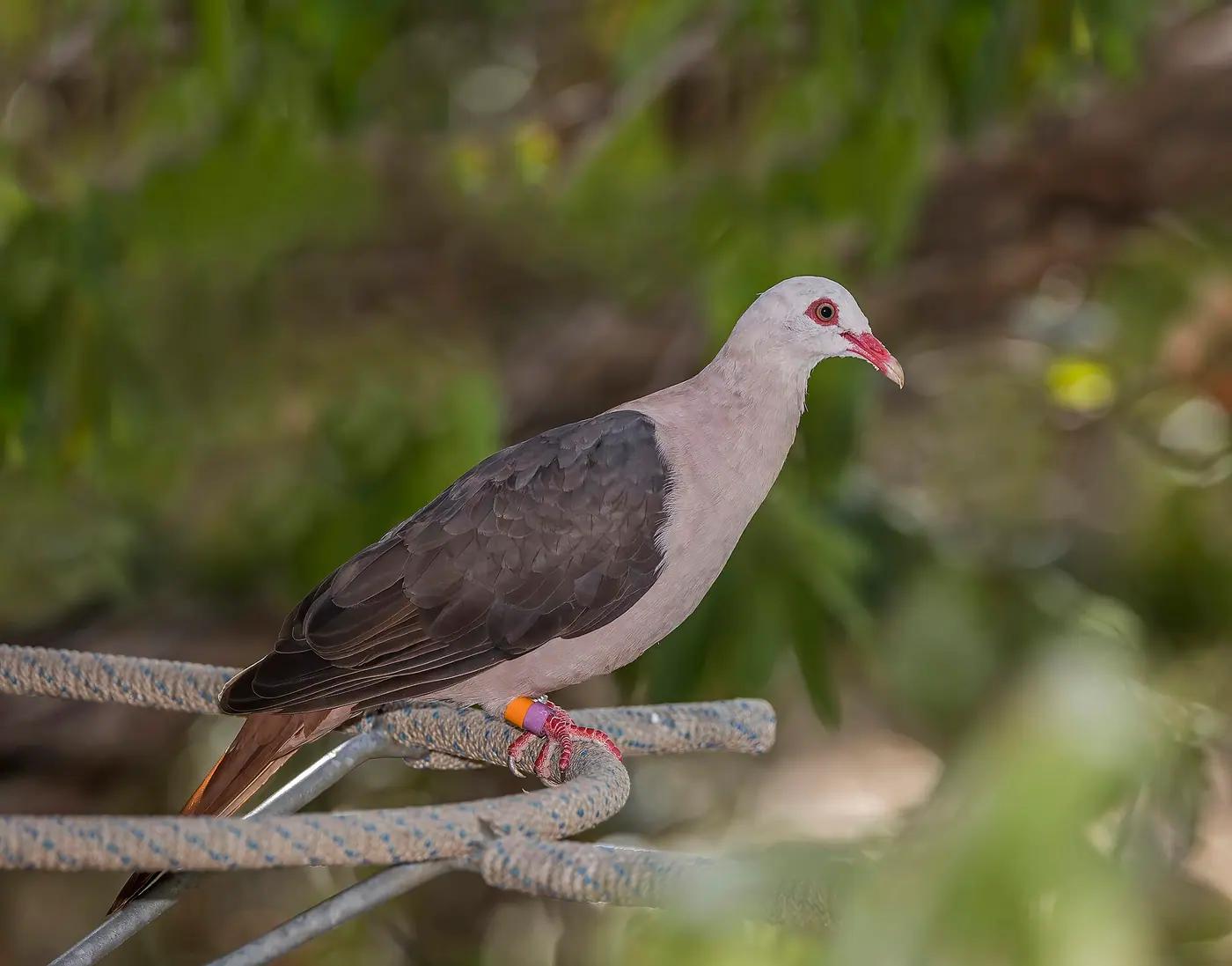 A pink pigeon perched in the forest on Île aux Aigrettes, Mauritius