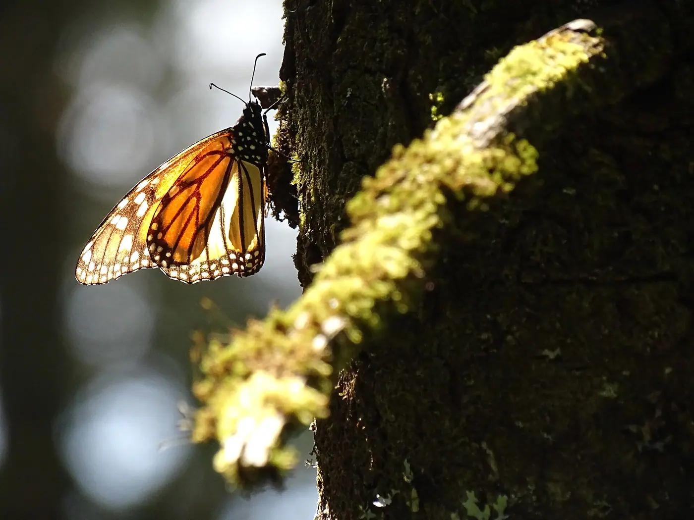 A monarch butterfly on a fir trunk at the Piedra Herrada Monarch Butterfly Sanctuary, Mexico