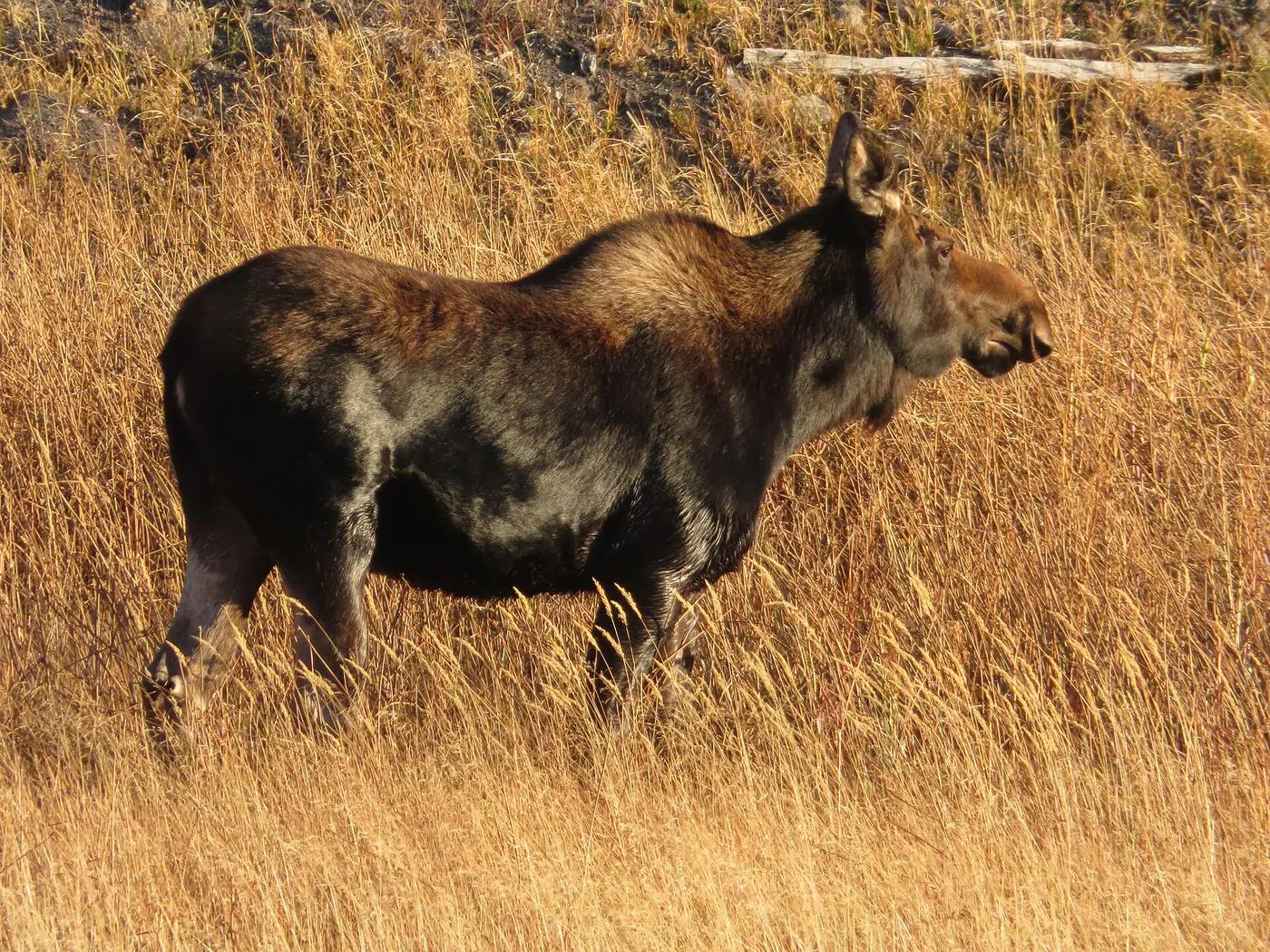 A moose wading in a lake at Isle Royale National Park, Michigan