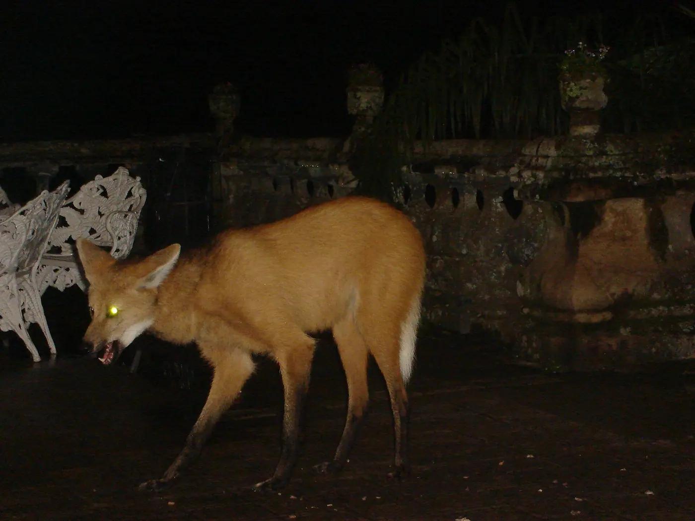 A maned wolf on the steps of the Caraça sanctuary in Minas Gerais at night