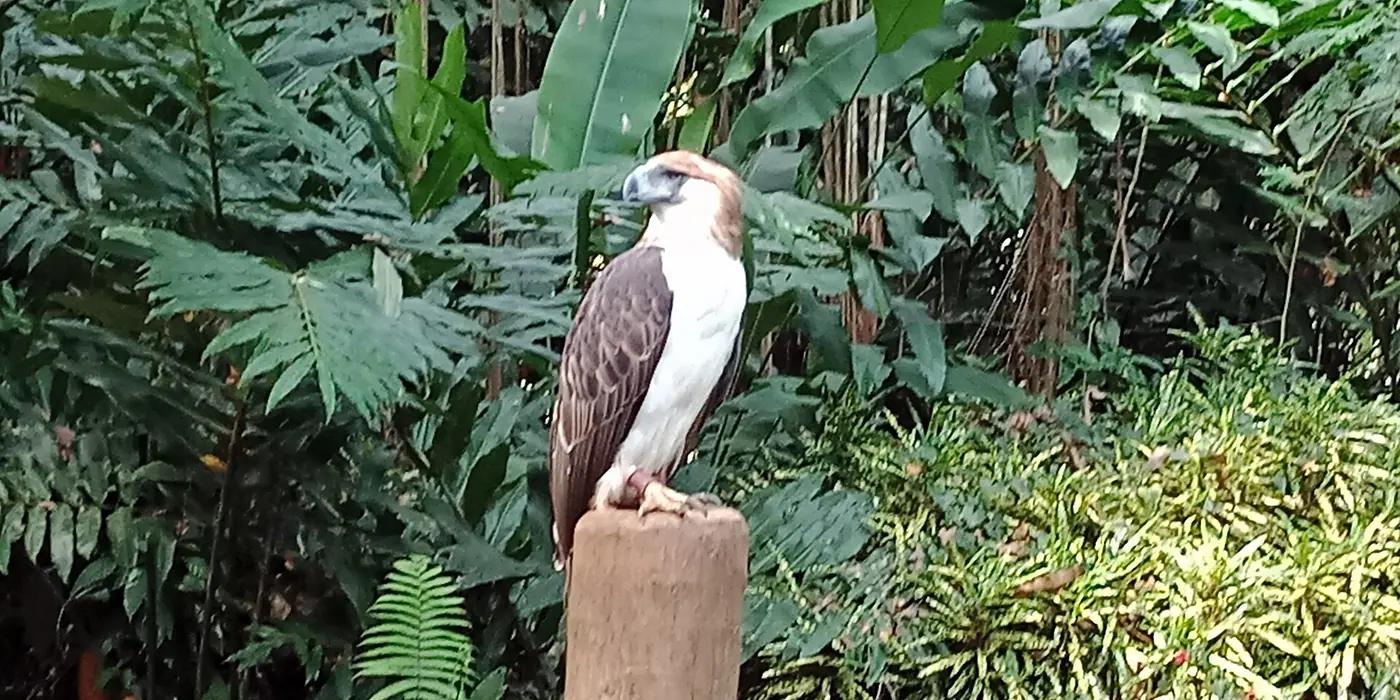 A Philippine eagle at the Philippine Eagle Center near Davao, Mindanao