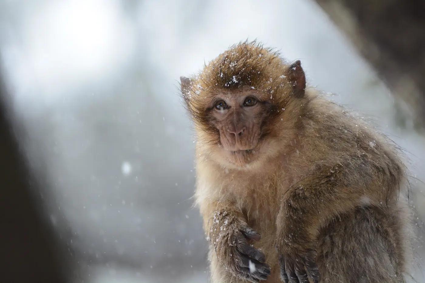 A Barbary macaque in the cedar forest near Azrou in the Middle Atlas, Morocco