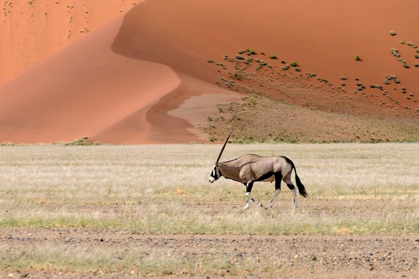 A gemsbok walking across the red dunes of Sossusvlei in the Namib desert