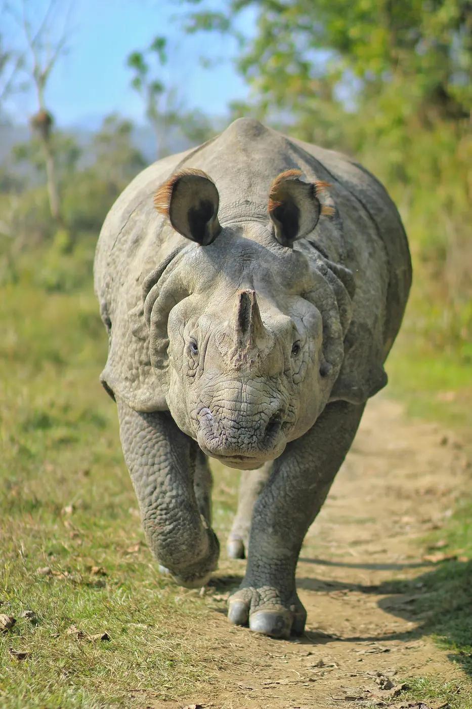 A greater one-horned rhinoceros in the grassland of Chitwan National Park, Nepal