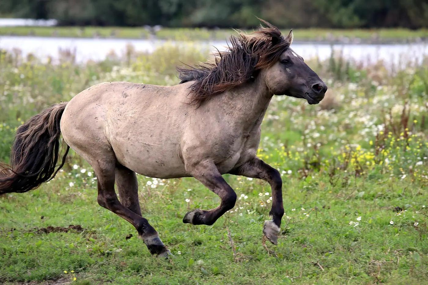 Konik horses on the Oostvaardersplassen, Netherlands