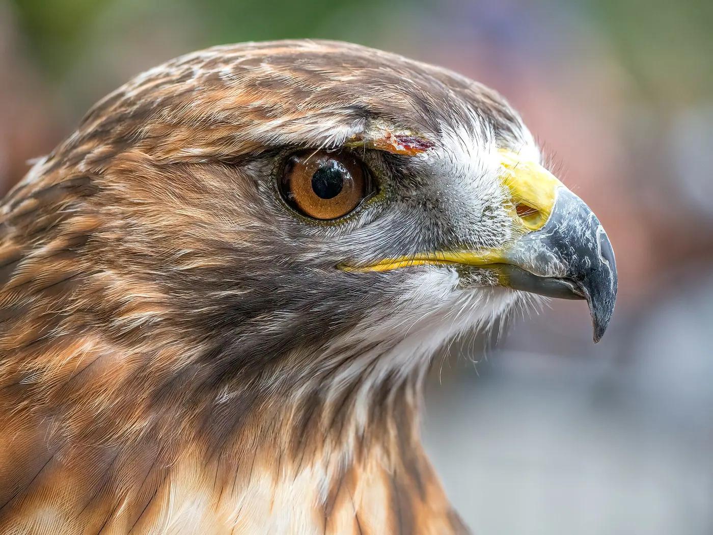 A red-tailed hawk perched on a branch in Central Park, New York City