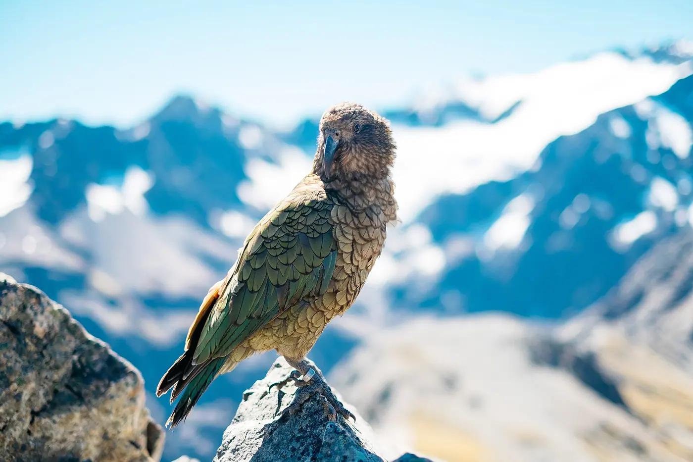 A kea, the alpine parrot, on rocks at Arthur's Pass in New Zealand's Southern Alps