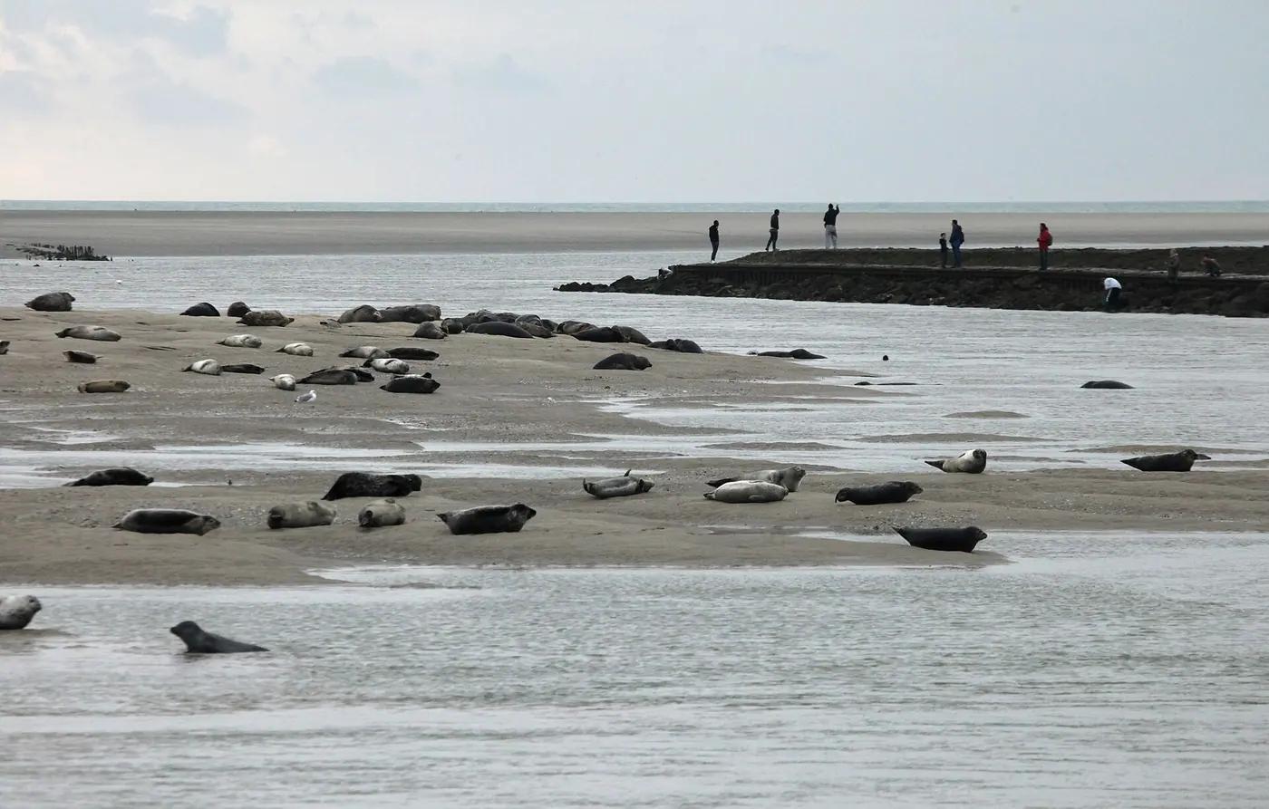 Harbour seals hauled out on a sandbank in the Bay of Mont-Saint-Michel, Normandy