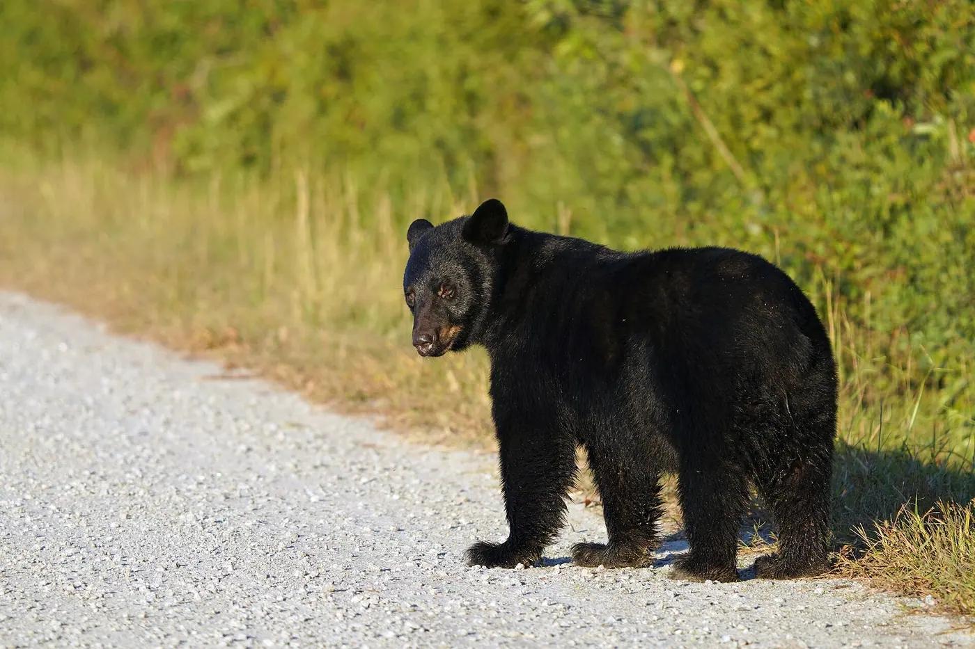 A black bear in North Carolina