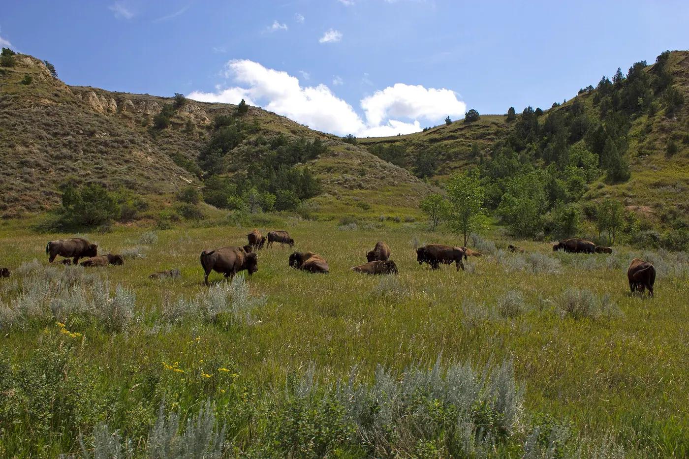 American bison grazing in the badlands of Theodore Roosevelt National Park, North Dakota