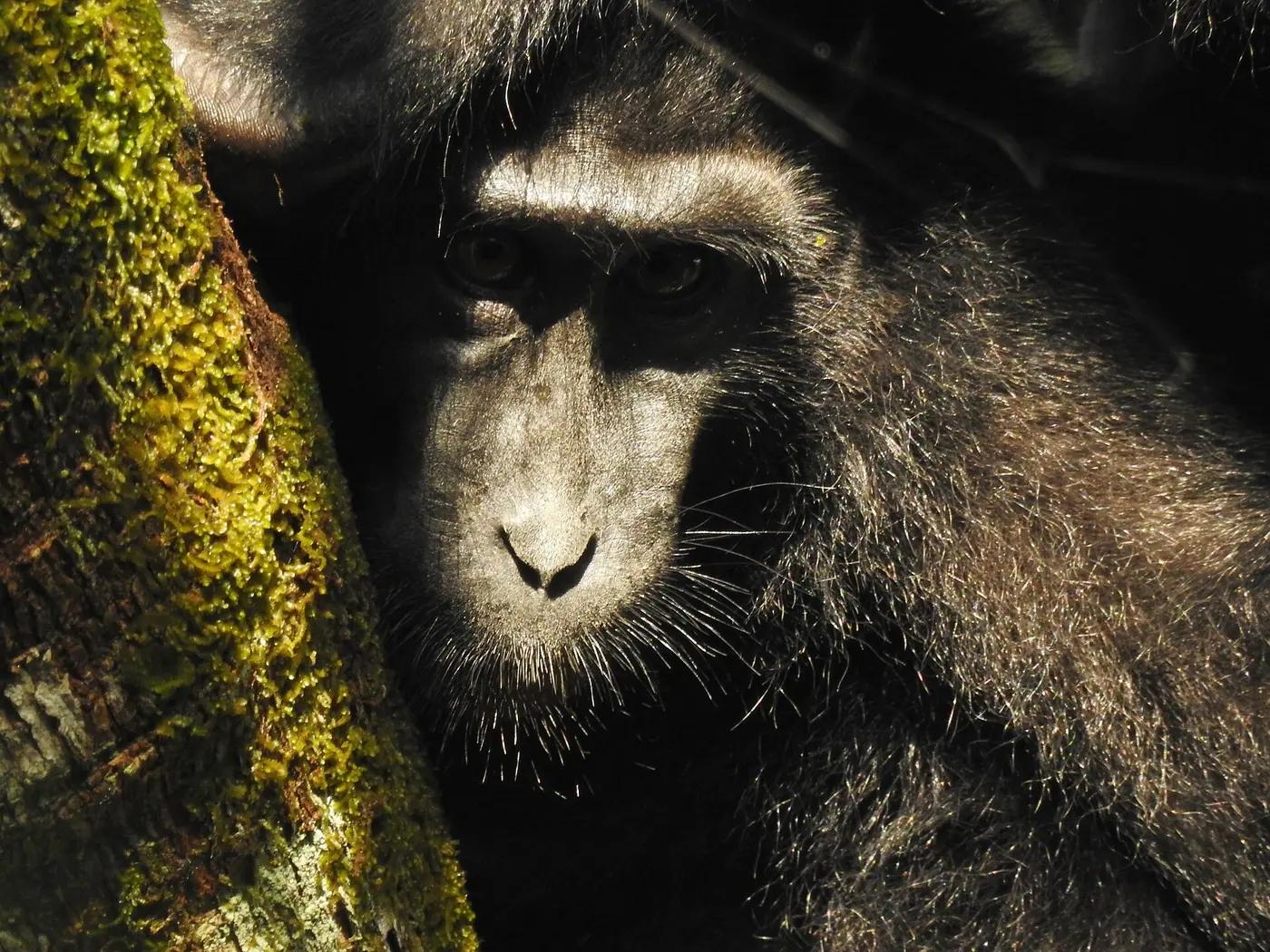 A Celebes crested macaque in Tangkoko Nature Reserve, North Sulawesi