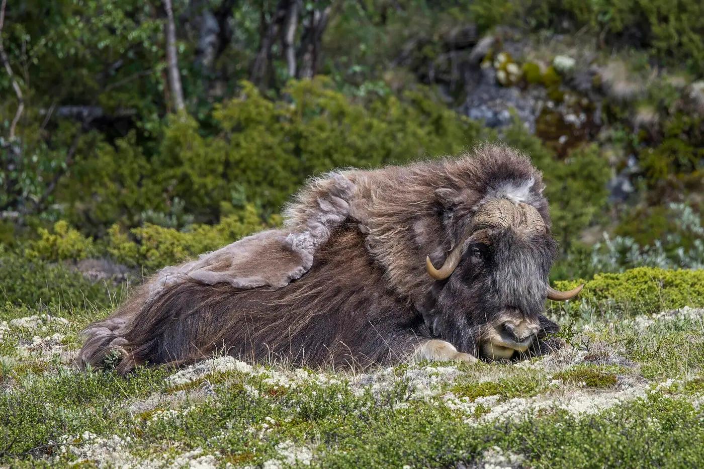 A male musk ox resting on the tundra in Dovrefjell National Park, Norway