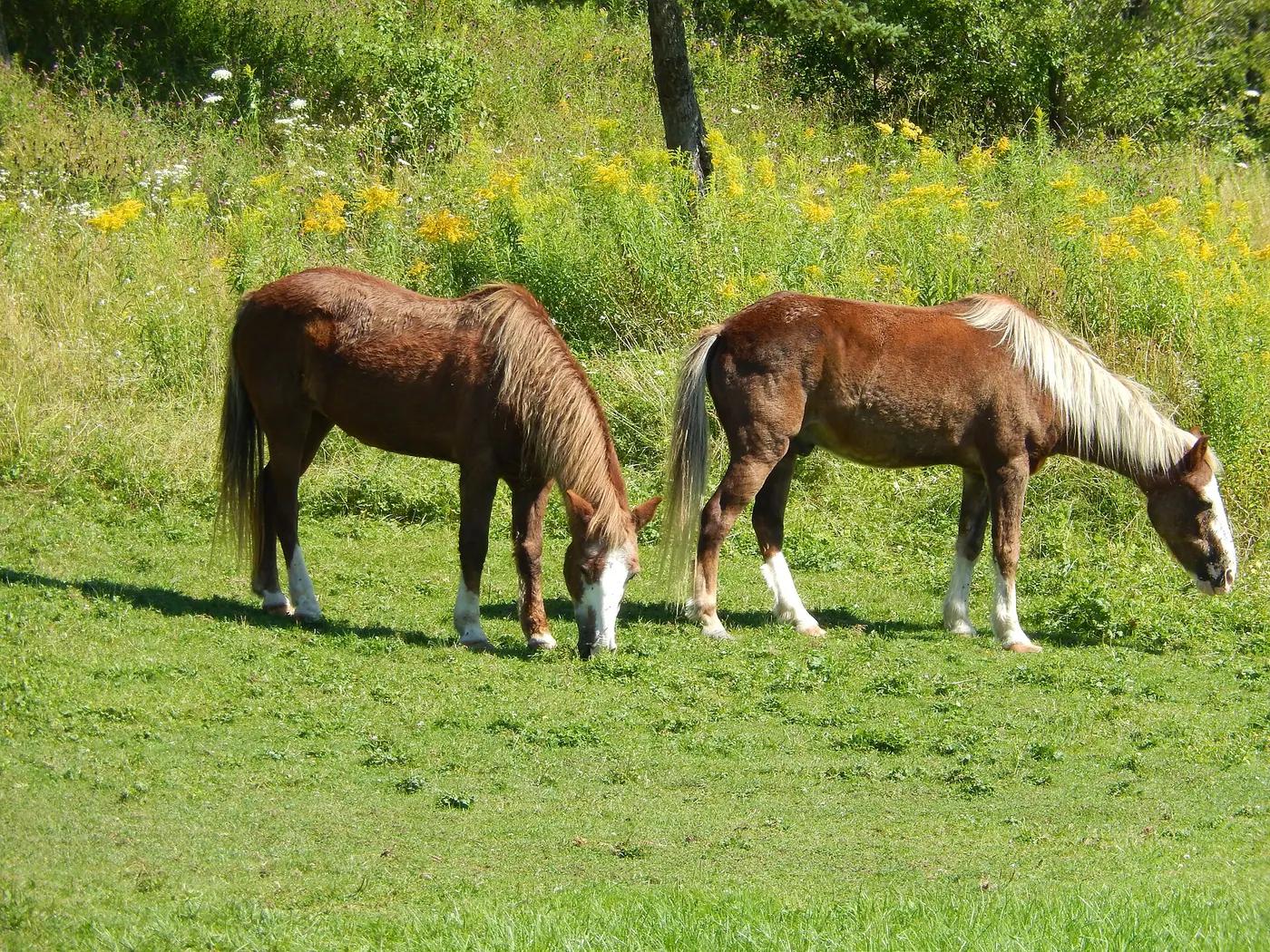 Shubenacadie Wildlife Park, Nova Scotia