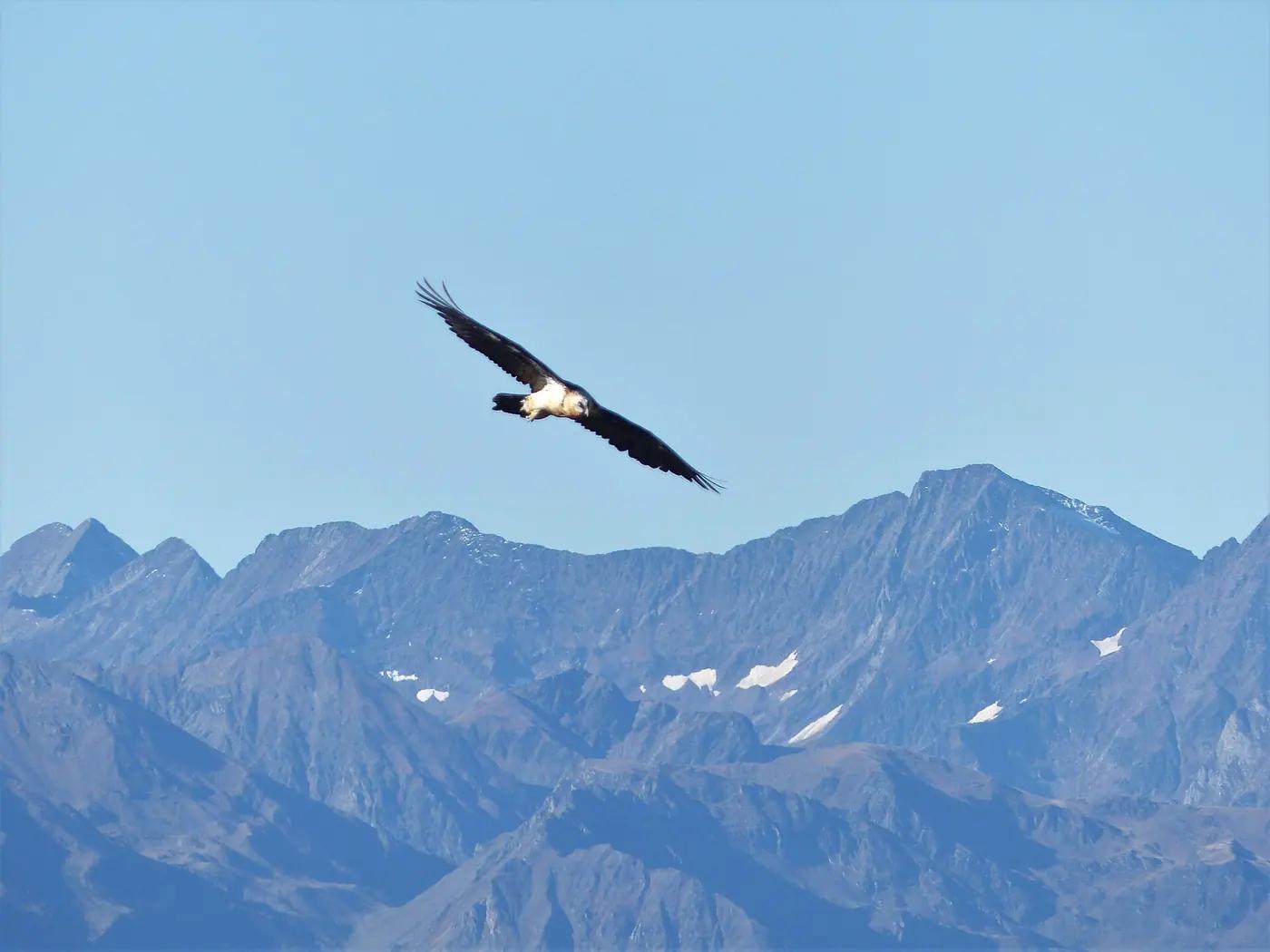 A bearded vulture soaring over the cliffs of the Pyrenees in Occitanie
