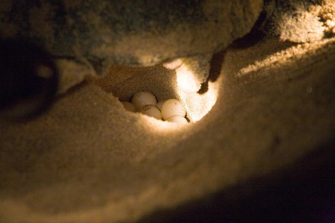 A green sea turtle on the nesting beach at Ras Al Jinz, Oman
