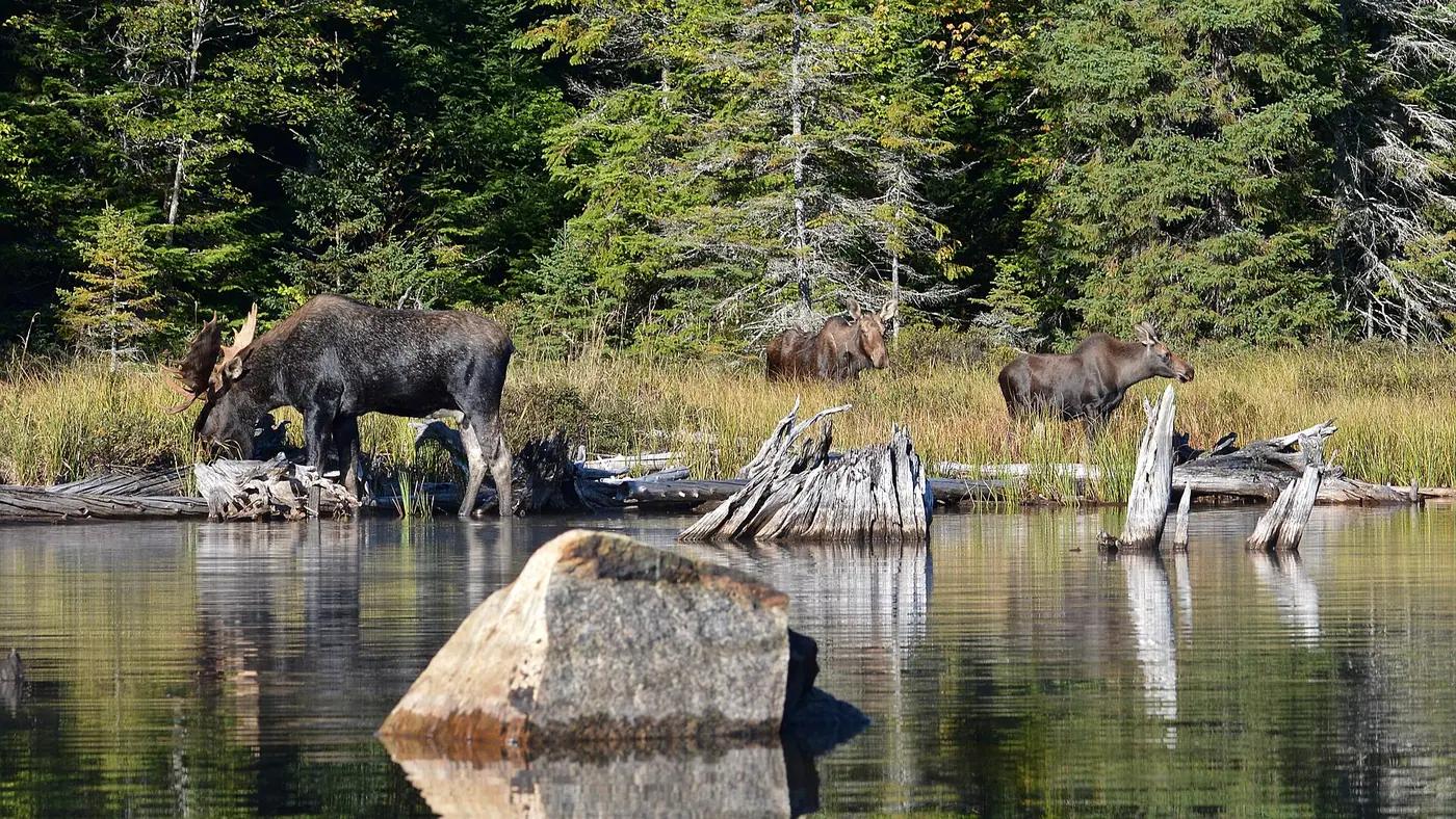 A moose feeding in a roadside bog in Algonquin Provincial Park, Ontario