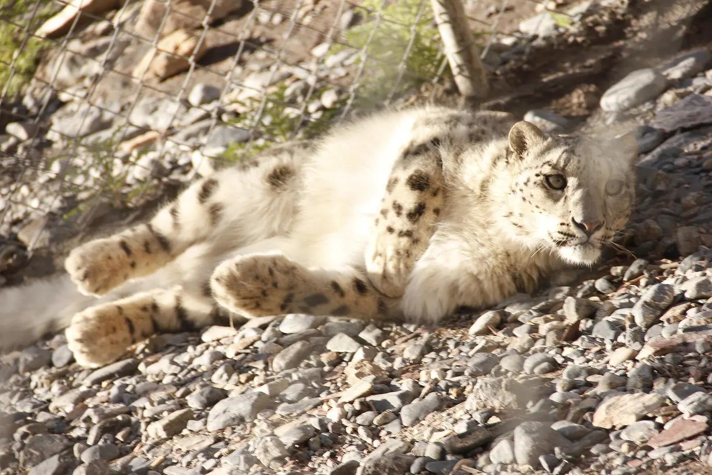 A snow leopard resting on rocky ground in Pakistan