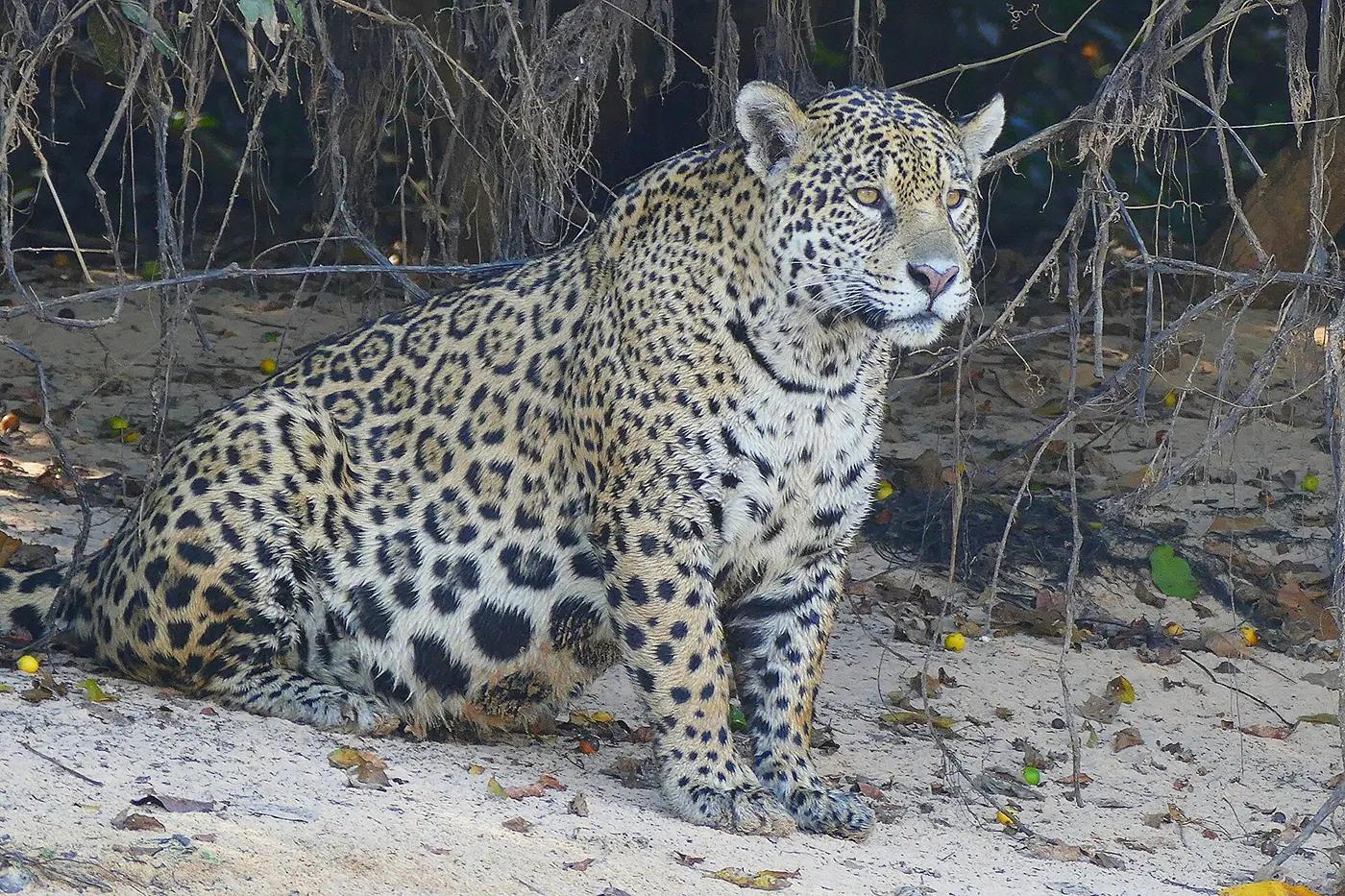A jaguar resting on a riverbank in the Pantanal near Porto Jofre