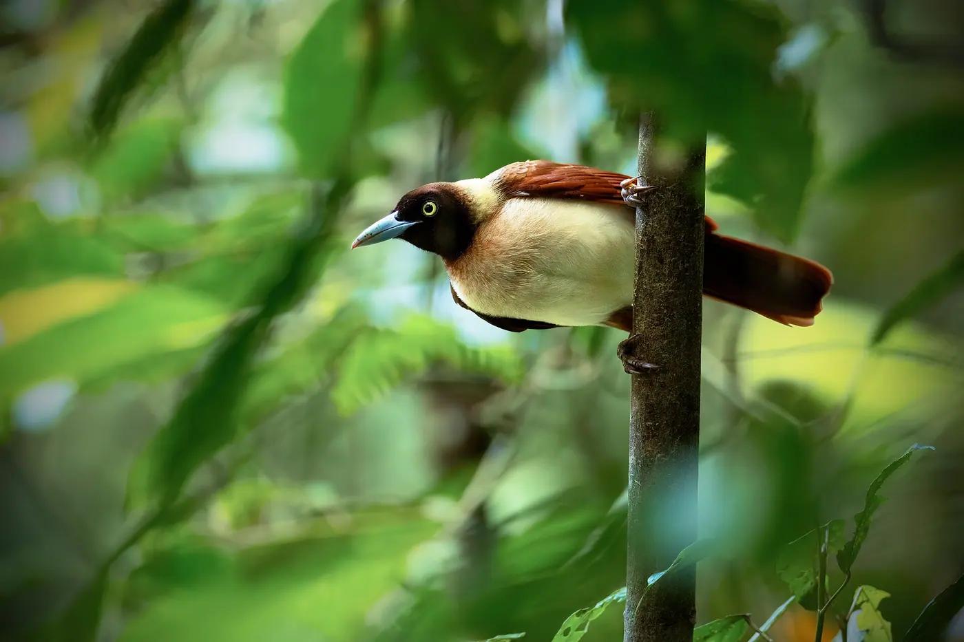 A male lesser bird-of-paradise displaying its yellow plumes in the forest of Indonesian Papua