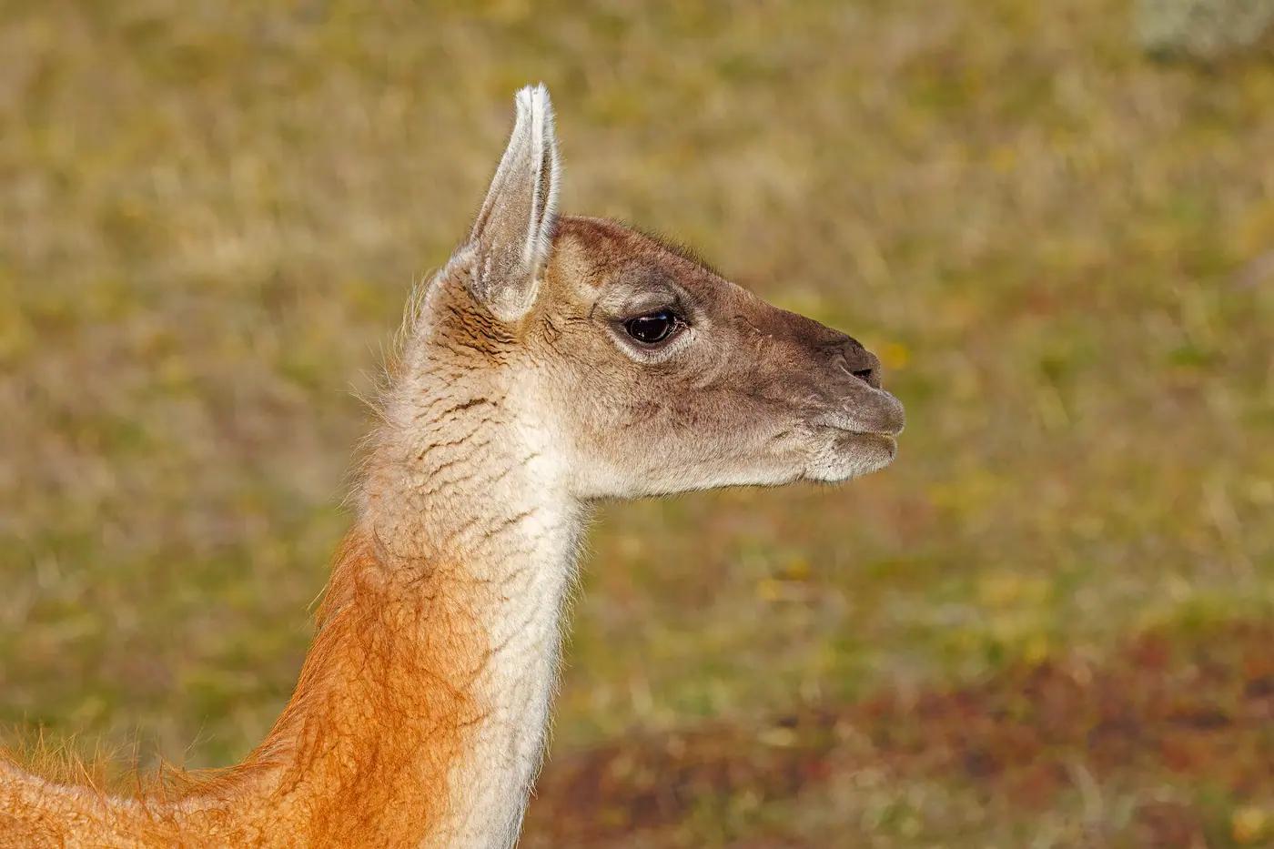 Guanacos on the Patagonian steppe with the Torres del Paine peaks behind them