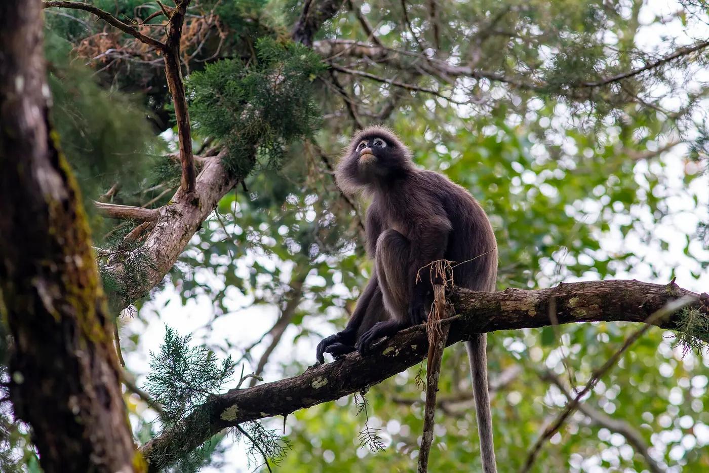 A dusky leaf monkey in the canopy on Penang Hill, Penang