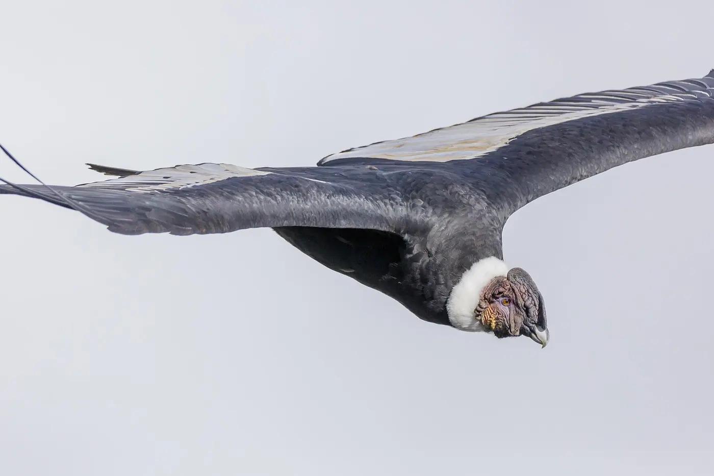 An Andean condor soaring over Colca Canyon, Peru
