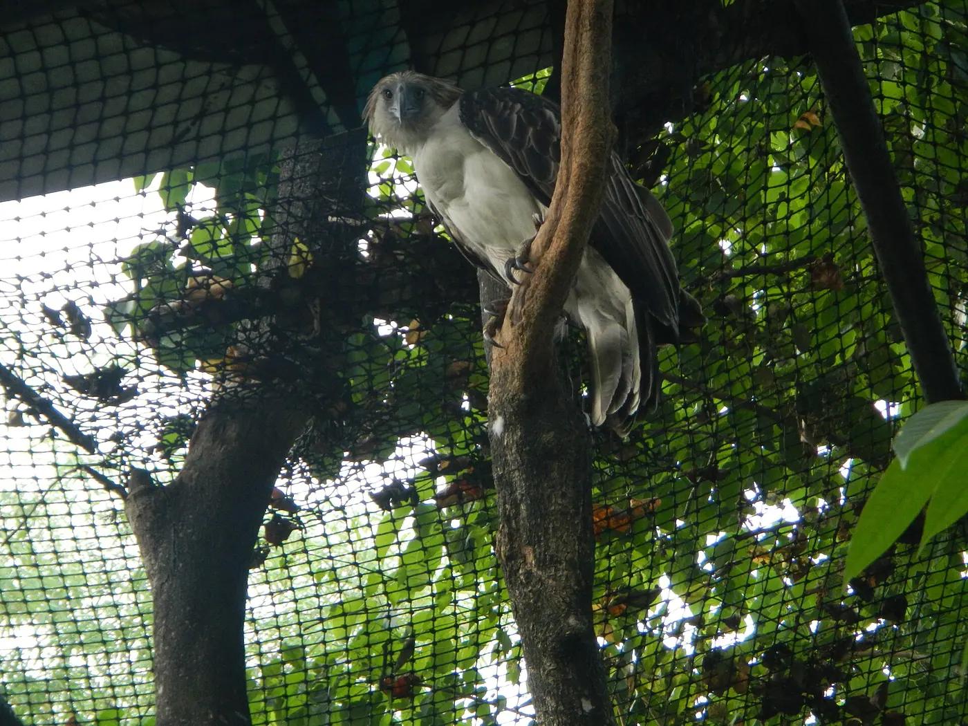 A Philippine eagle, the national bird of the Philippines