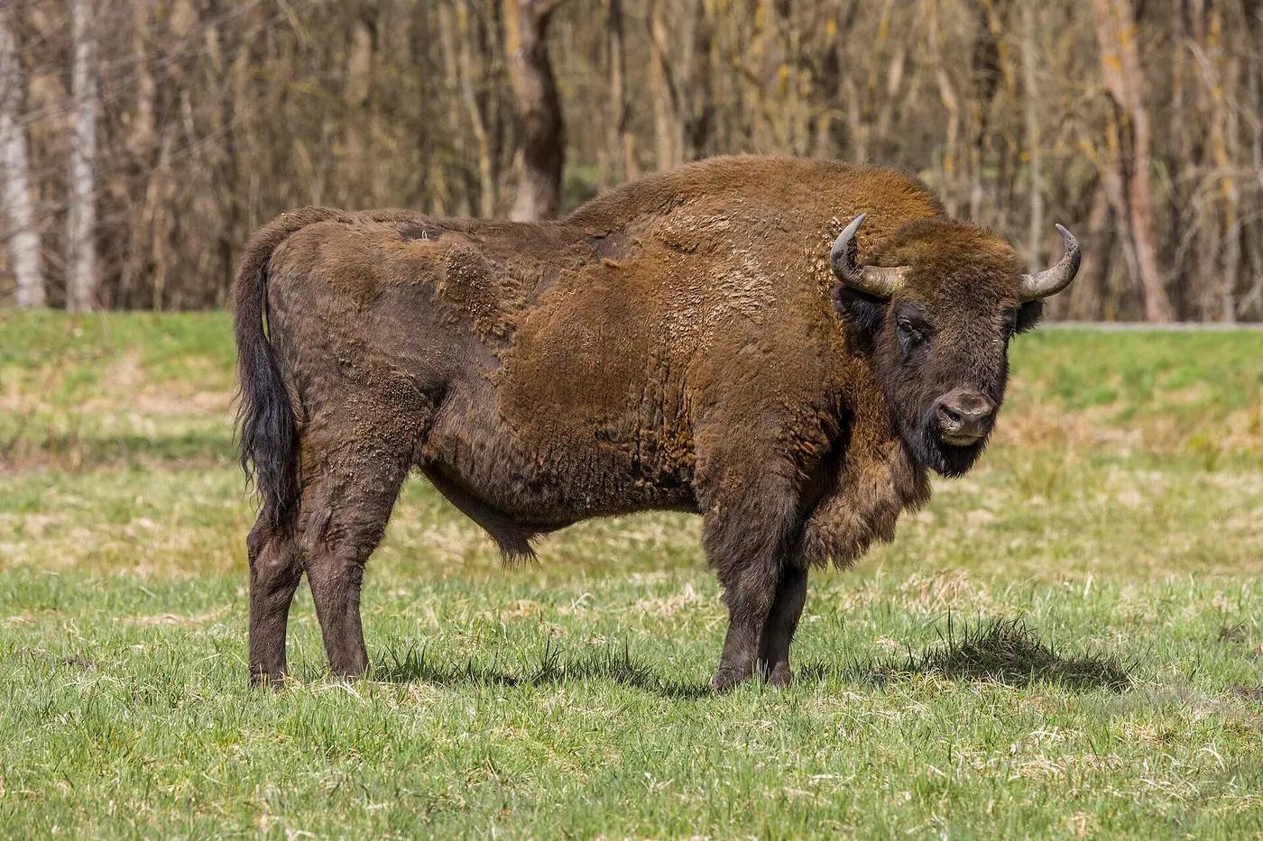 A European bison standing in a snowy meadow at the edge of the Białowieża Forest, Poland