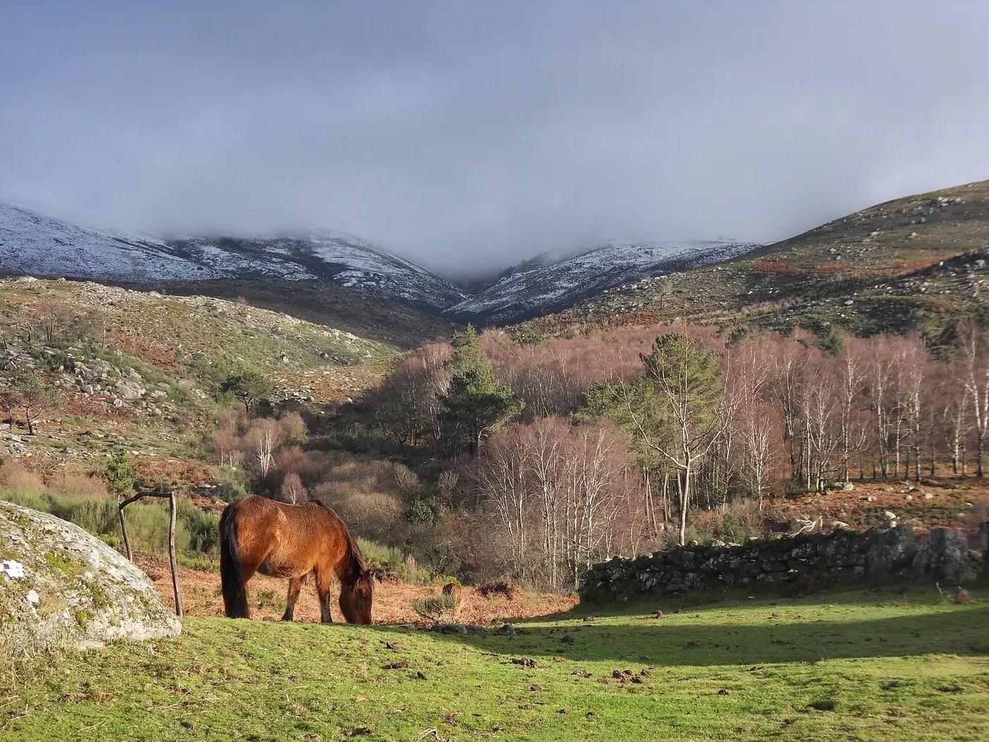 Semi-wild garrano ponies grazing among granite boulders in Peneda-Gerês National Park
